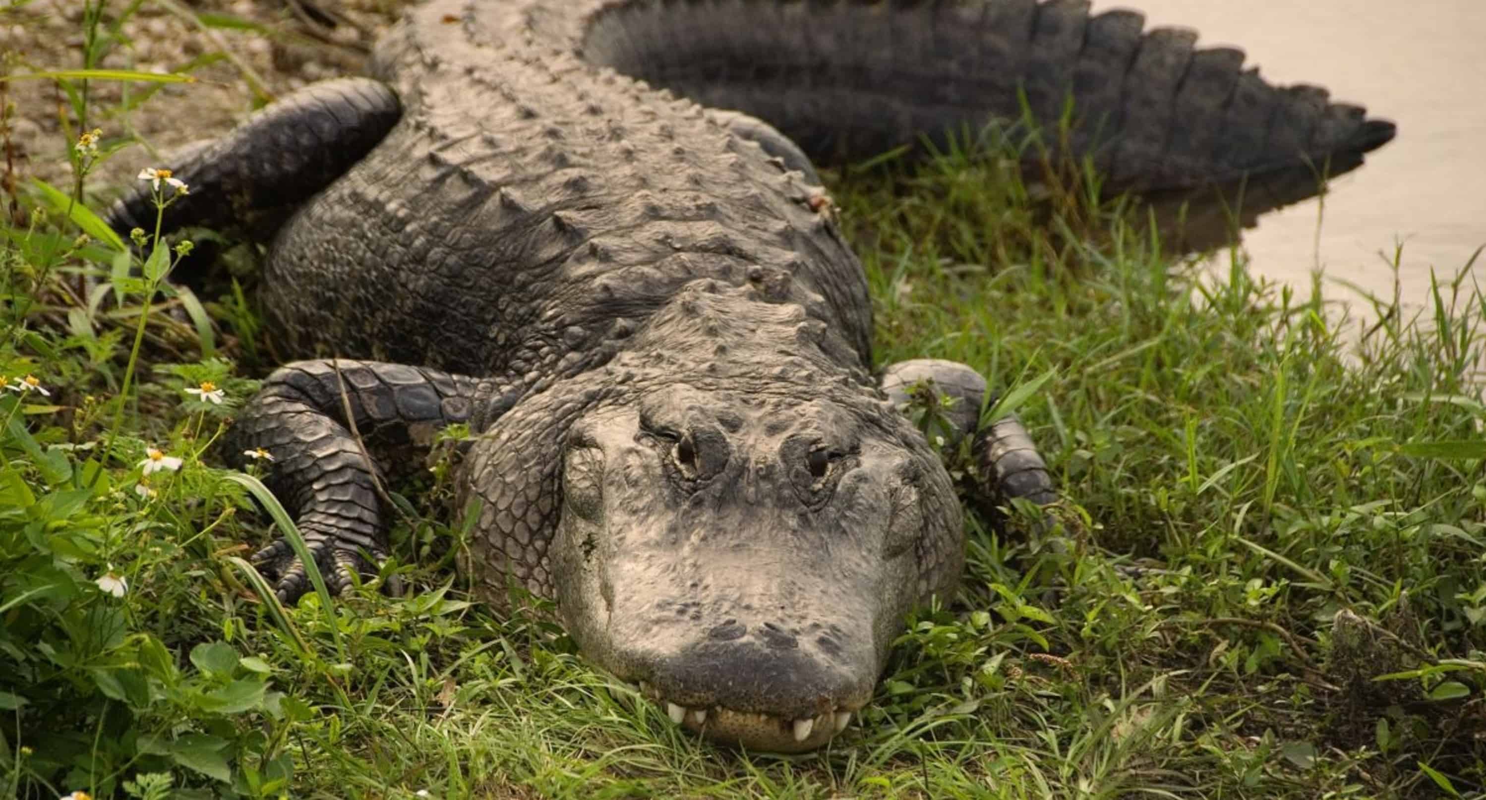 Morning-Everglades-Airboat-Excursion-with-Transportation-by-Gray-Line-Miami