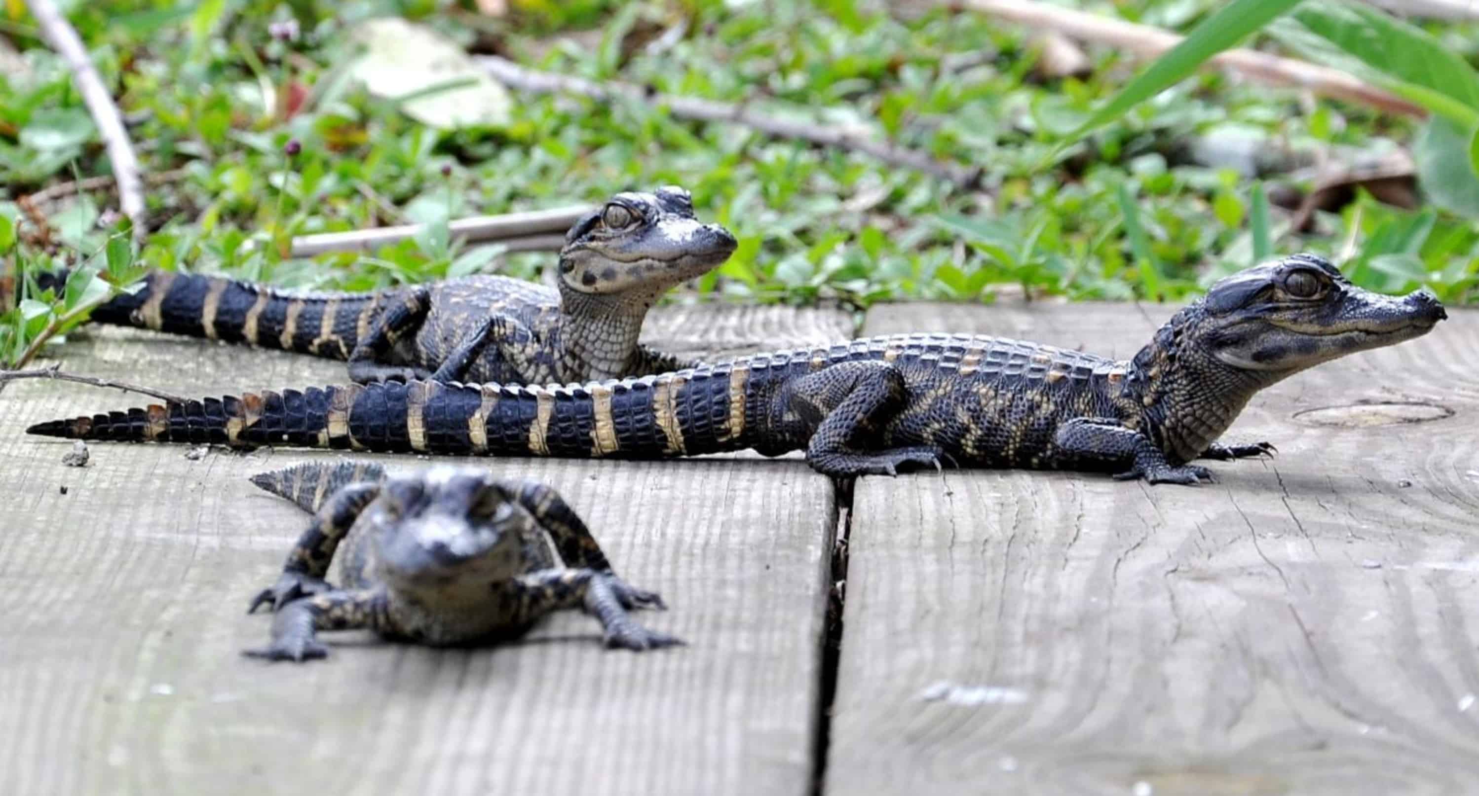 Morning-Everglades-Airboat-Excursion-with-Transportation-by-Gray-Line-Miami