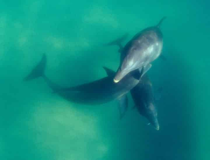 4-Hour-Shell-Island-Dolphin-Swim-Experience-With-Water-Planet-USA