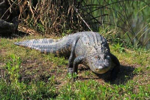 Airboat-Swamp-Tour-with-Gulf-Coast-Gator-Ranch