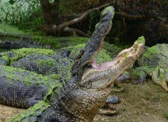 Airboat-Swamp-Tour-with-Gulf-Coast-Gator-Ranch