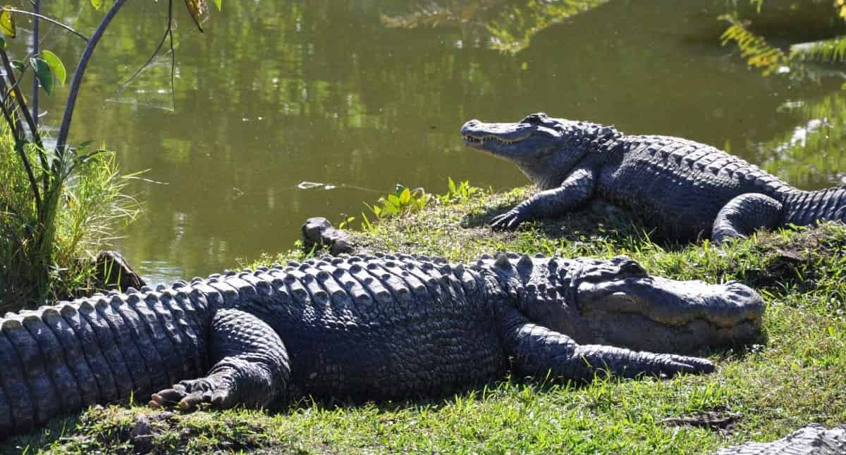 Biscayne-Bay-Boat-Tour-and-Everglades-Airboat-Excursion-by-Gray-line-Miami