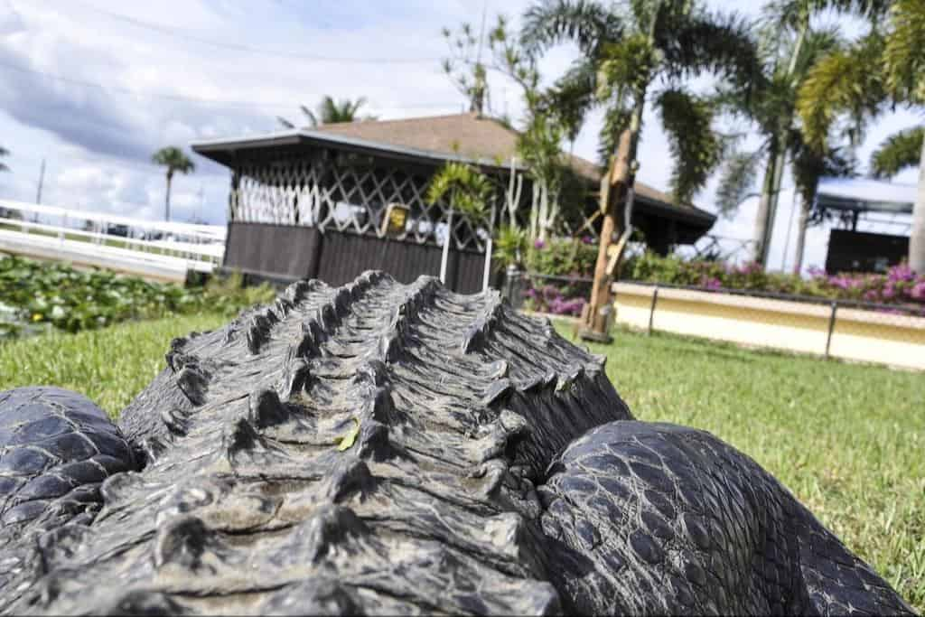 Biscayne-Bay-Boat-Tour-and-Everglades-Airboat-Excursion-by-Gray-line-Miami