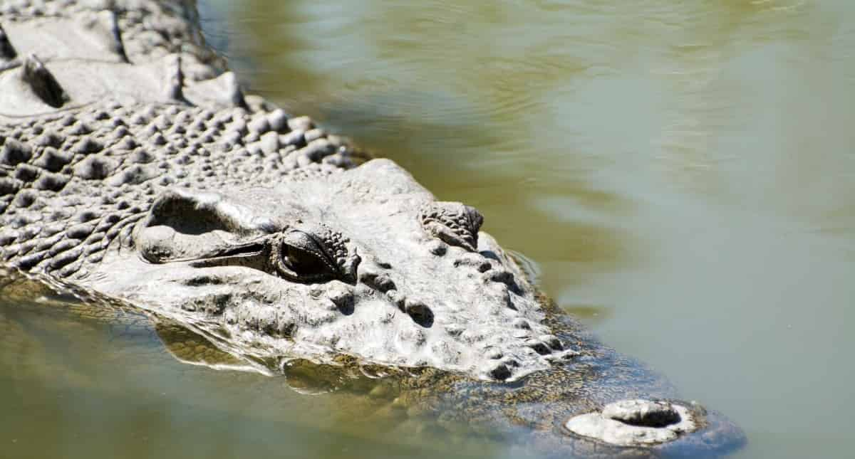 Biscayne-Bay-Boat-Tour-and-Everglades-Airboat-Excursion-by-Gray-line-Miami