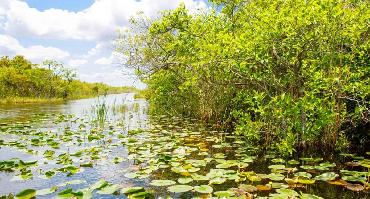 Everglades-Safari-Park-Admission-by-Gray-Line-Miami