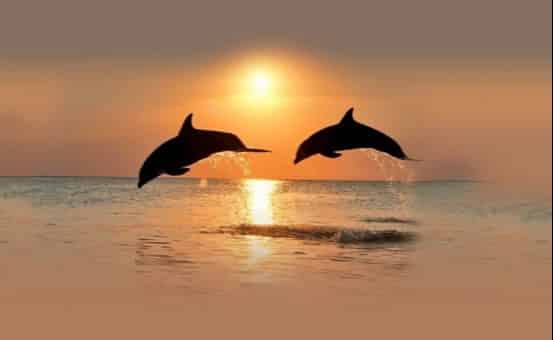 Sunset-Dolphin-and-Snorkel-Tour