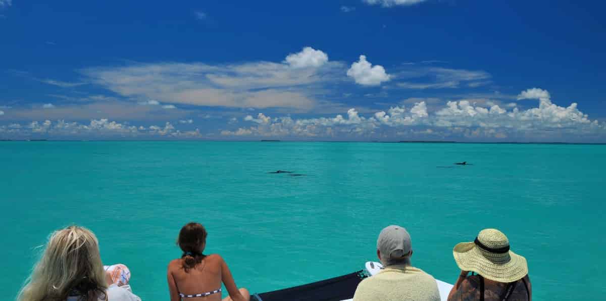 Dolphin-Watch-and-Snorkel-Tour