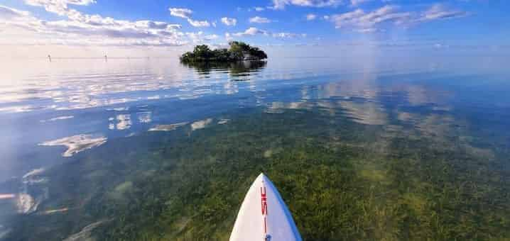 Mangroves-and-Manatees-2-hour-Eco-Tour