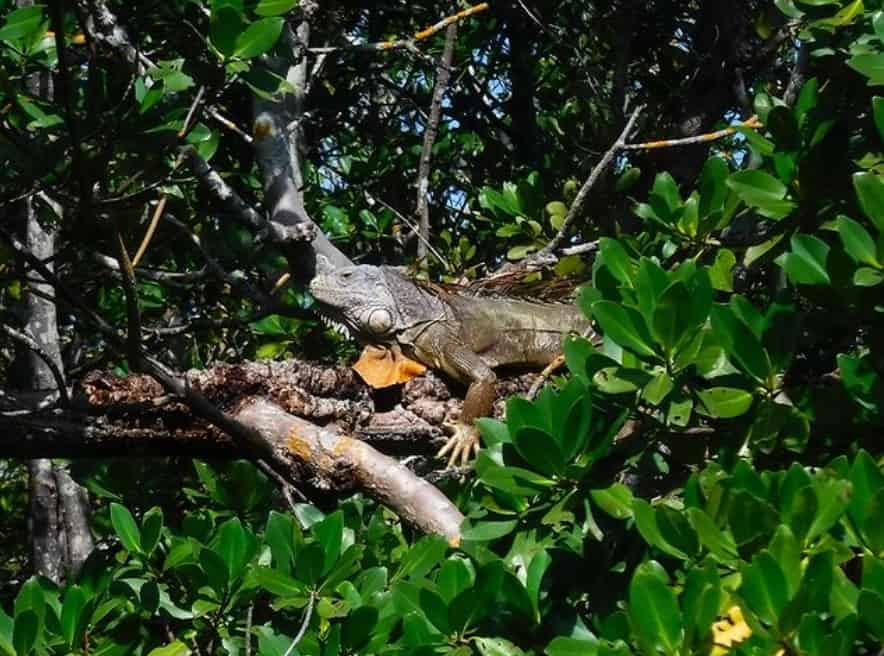 Guided-Mangroves-Kayak-Eco-Tour