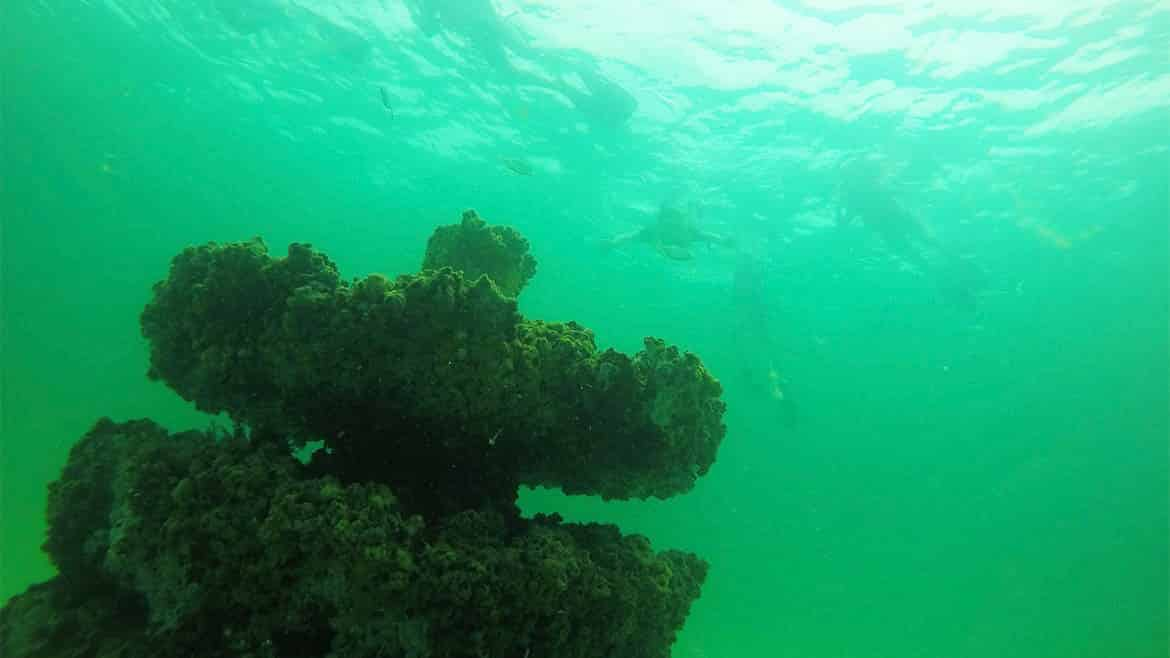 Artificial-Reef-Guided-Snorkel-Tour-Inlet-Beach-Grouper-Reef