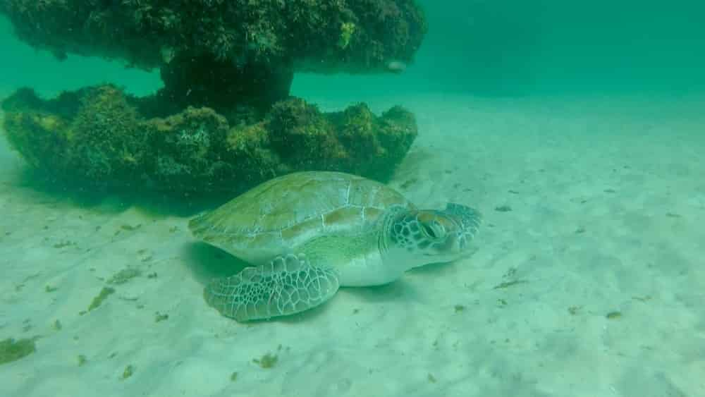 Artificial-Reef-Guided-Snorkel-Tour-Inlet-Beach-Grouper-Reef