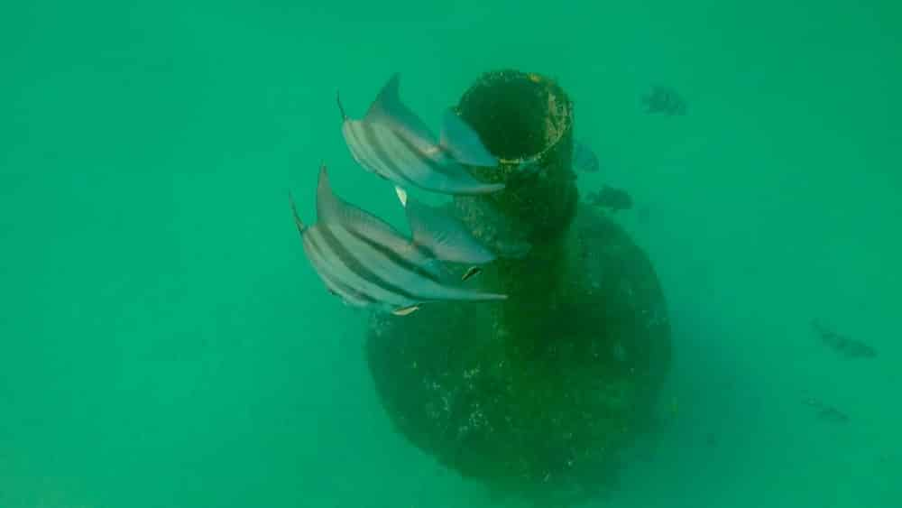 Artificial-Reef-Guided-Snorkel-Tour-Inlet-Beach-Grouper-Reef