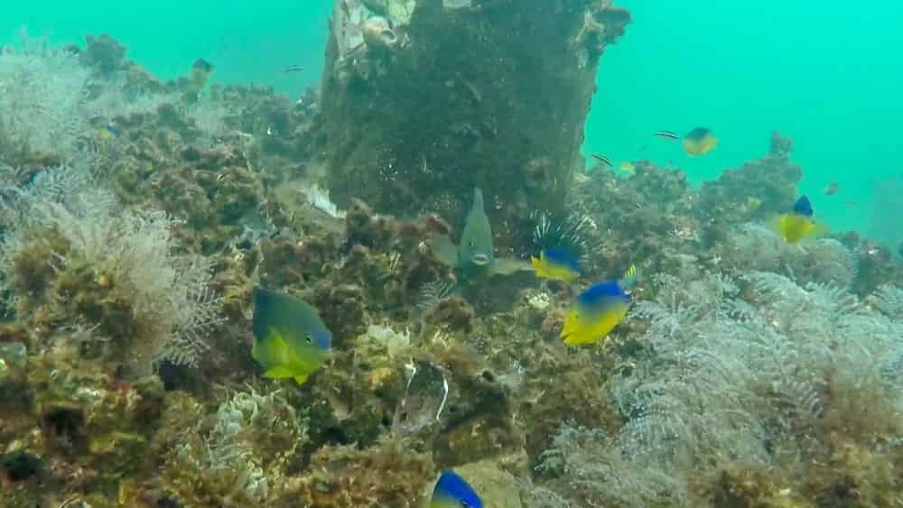 Artificial-Reef-Guided-Snorkel-Tour-Inlet-Beach-Grouper-Reef