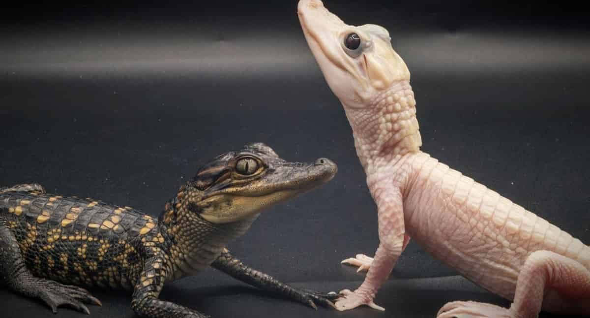 Gatorland-Orlando-Alligator-Capital-of-the-World