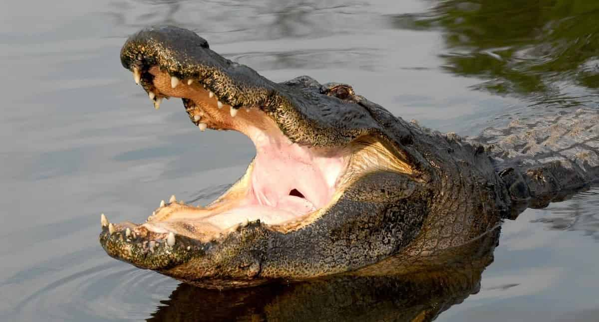 Gatorland-Orlando-Alligator-Capital-of-the-World