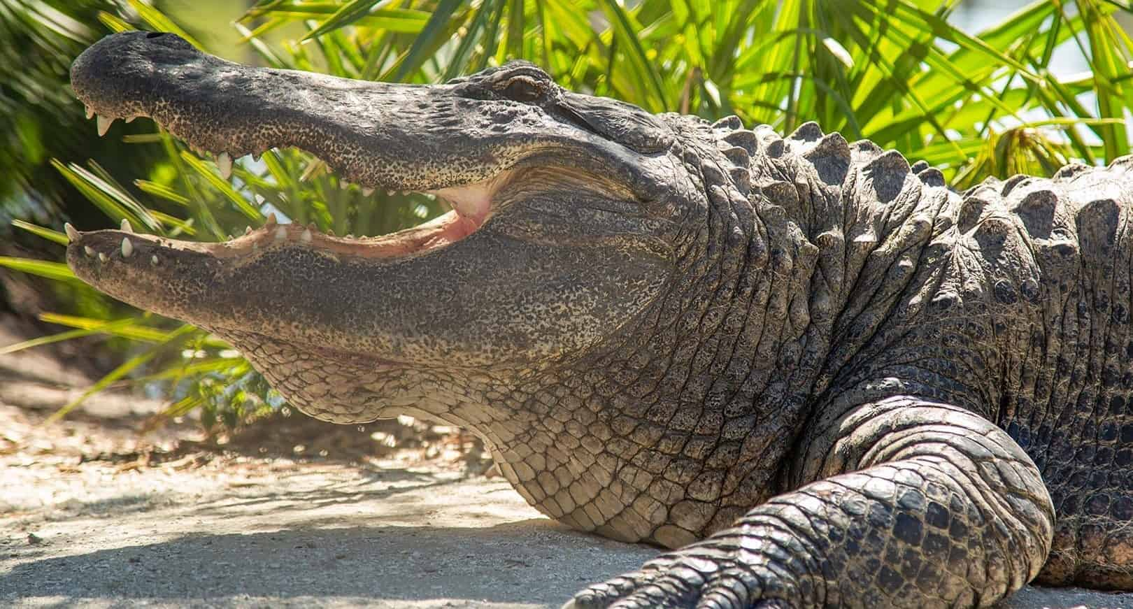 Gatorland-Orlando-Alligator-Capital-of-the-World