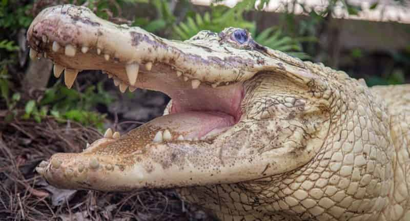 Gatorland-Orlando-Alligator-Capital-of-the-World