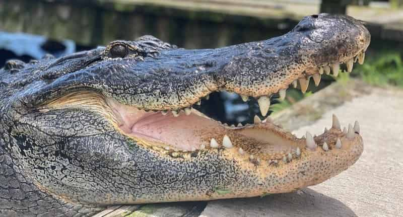 Gatorland-Orlando-Alligator-Capital-of-the-World