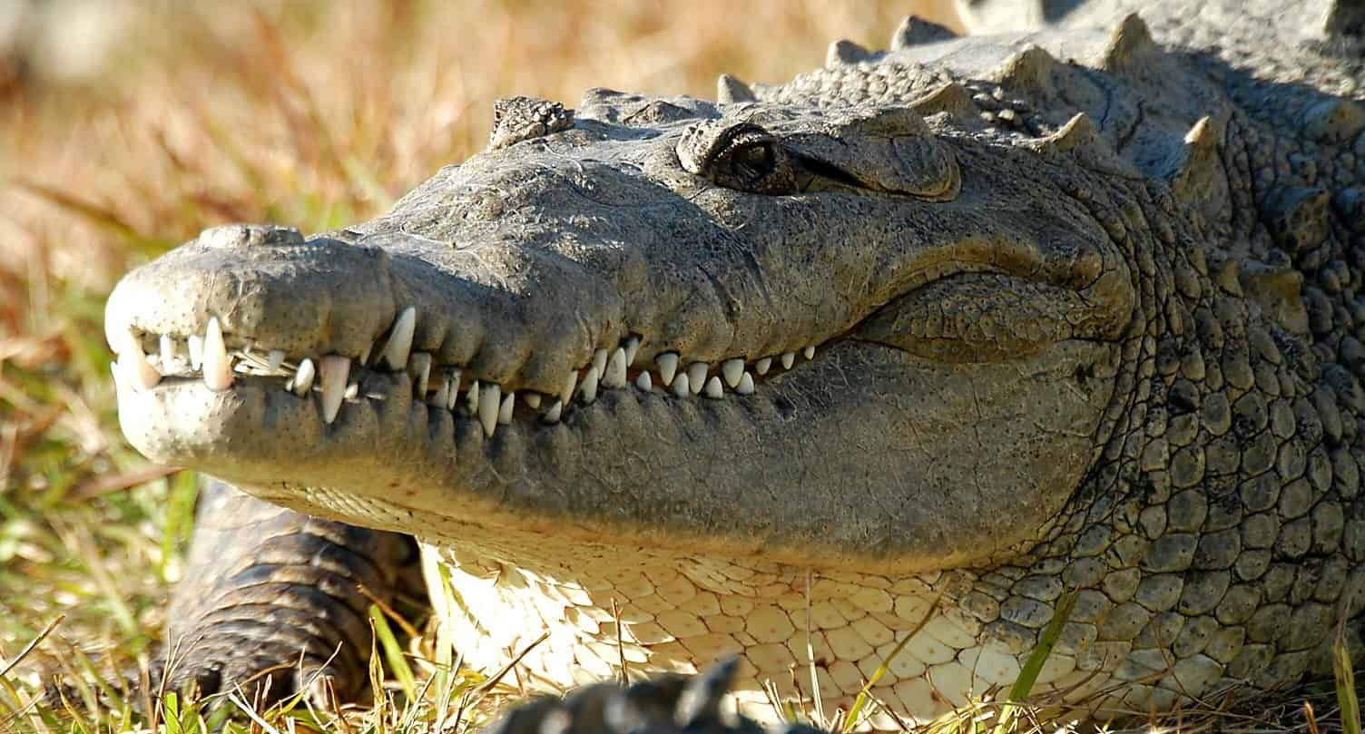 Gatorland-Orlando-Alligator-Capital-of-the-World