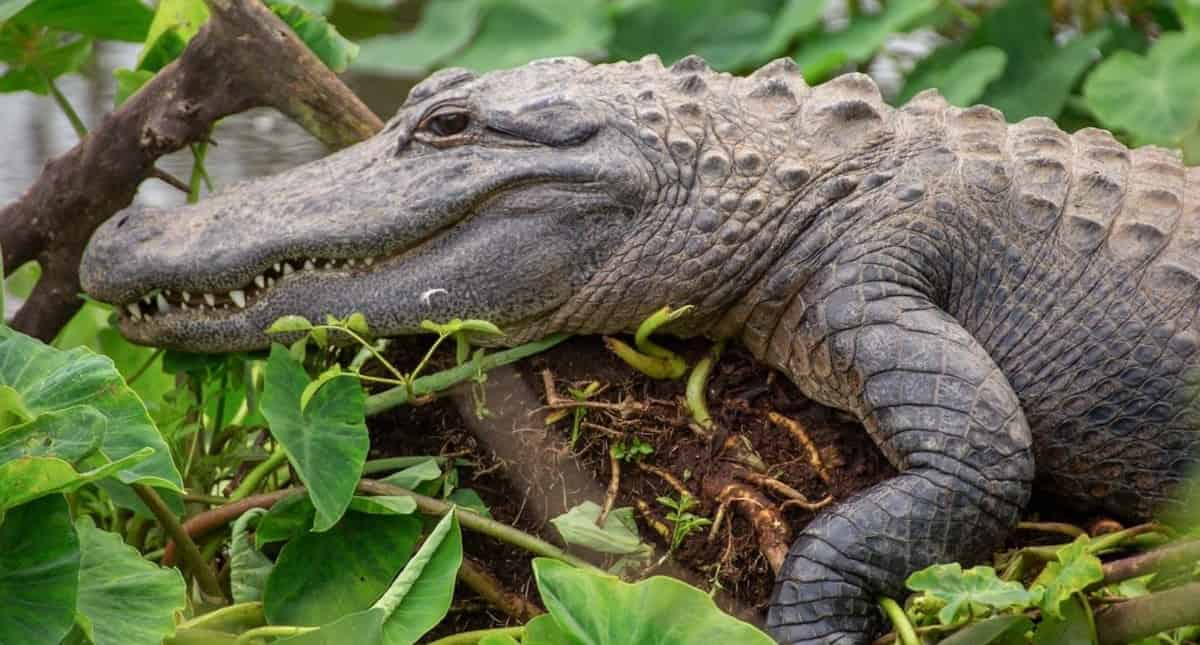 Gatorland-Orlando-Alligator-Capital-of-the-World