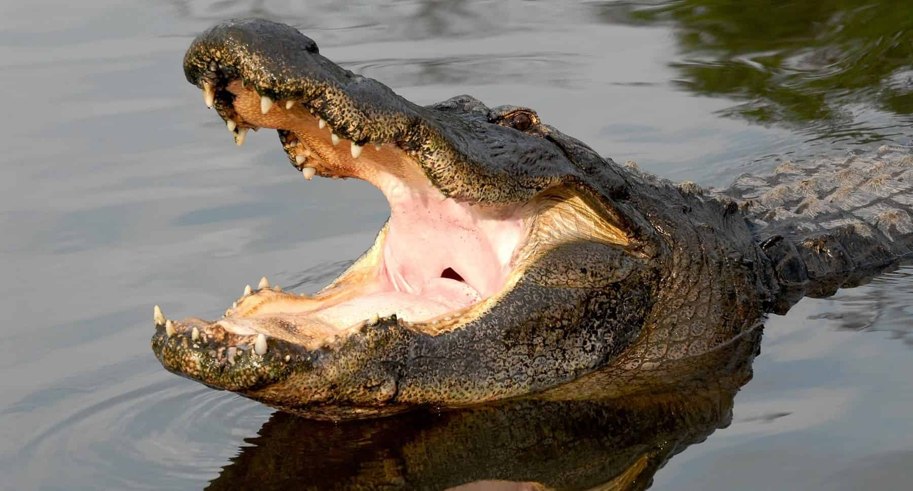 Gatorland-Orlando-Alligator-Capital-of-the-World