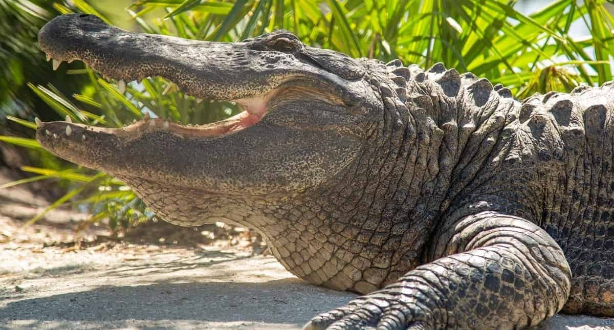 Gatorland-Orlando-Alligator-Capital-of-the-World