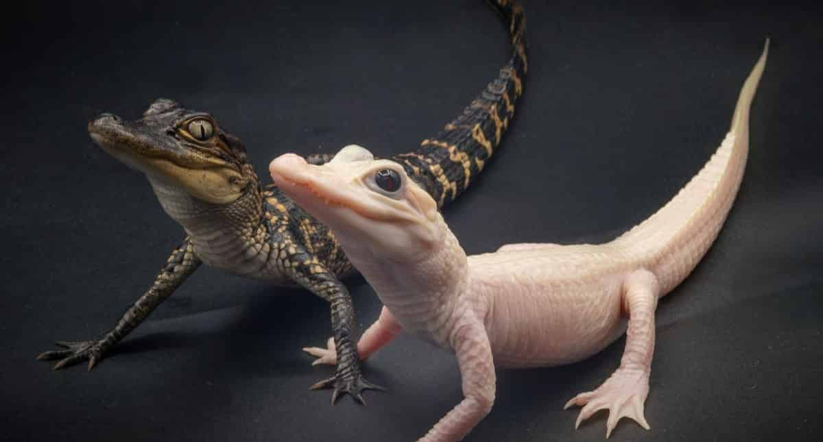 Gatorland-Orlando-Alligator-Capital-of-the-World