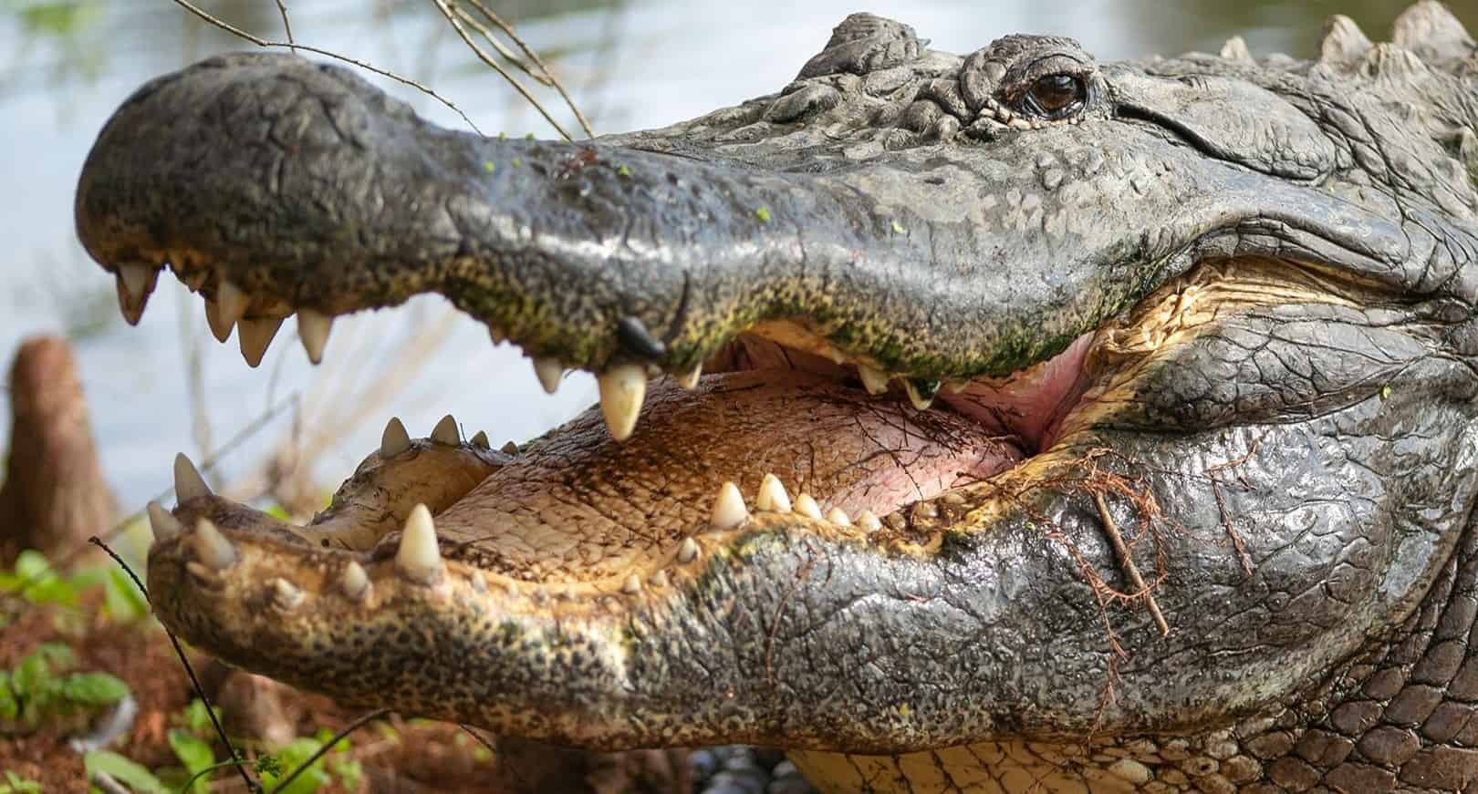 Gatorland-Orlando-Alligator-Capital-of-the-World