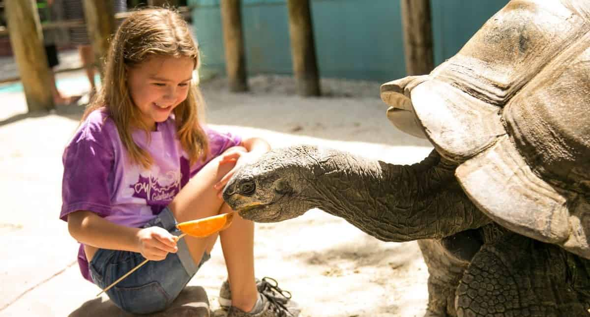 Gatorland-Orlando-Alligator-Capital-of-the-World