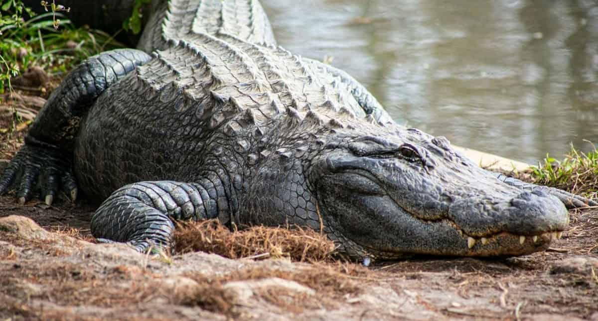 Gatorland-Orlando-Alligator-Capital-of-the-World