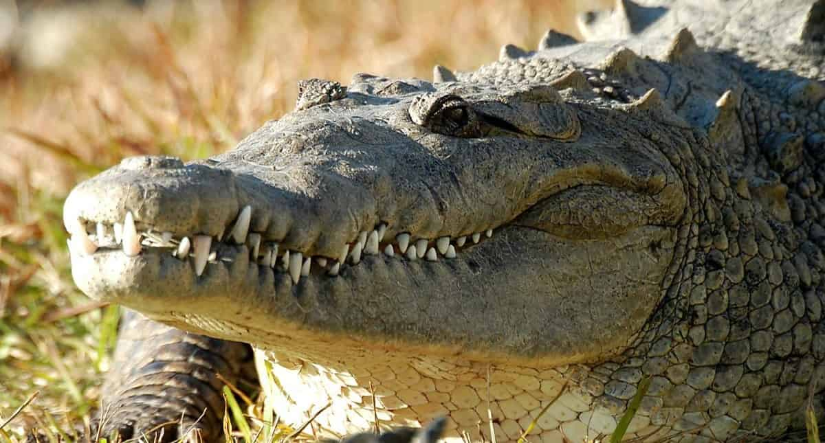 Gatorland-Orlando-Alligator-Capital-of-the-World