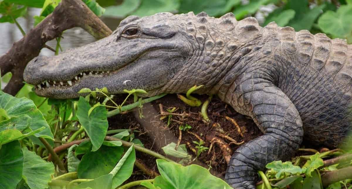 Gatorland-Orlando-Screamin-Gator-Zip-Line