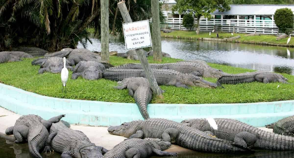 Gatorland-Orlando-Screamin-Gator-Zip-Line