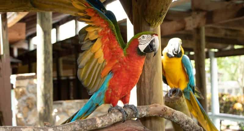 Gatorland-Orlando-Screamin-Gator-Zip-Line