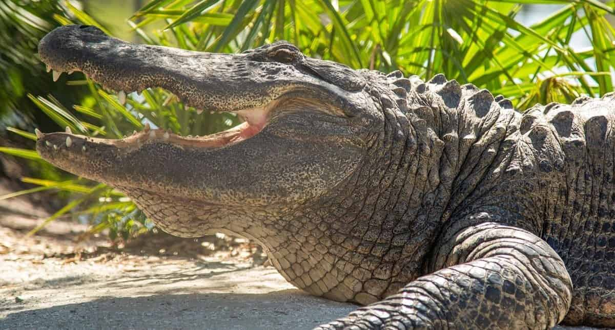 Gatorland-Orlando-Screamin-Gator-Zip-Line