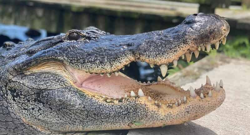 Gatorland-Orlando-Screamin-Gator-Zip-Line