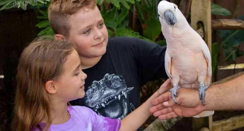 Gatorland-Orlando-Screamin-Gator-Zip-Line