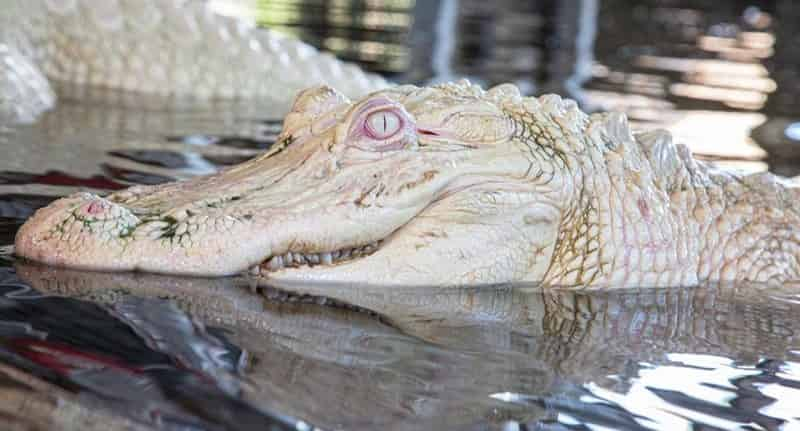 Gatorland-Orlando-Screamin-Gator-Zip-Line