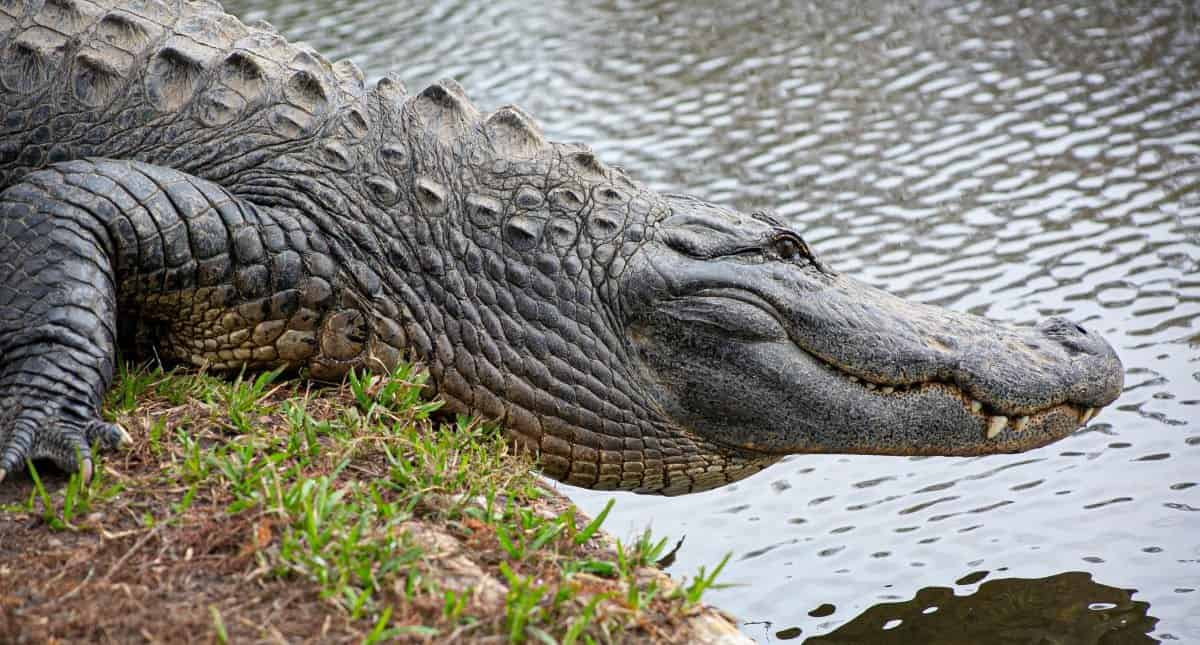 Gatorland-Orlando-Screamin-Gator-Zip-Line