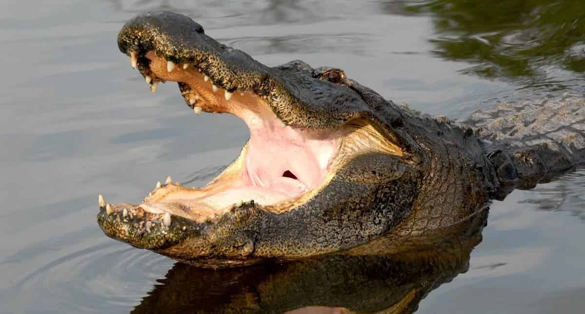 Gatorland-Orlando-Screamin-Gator-Zip-Line