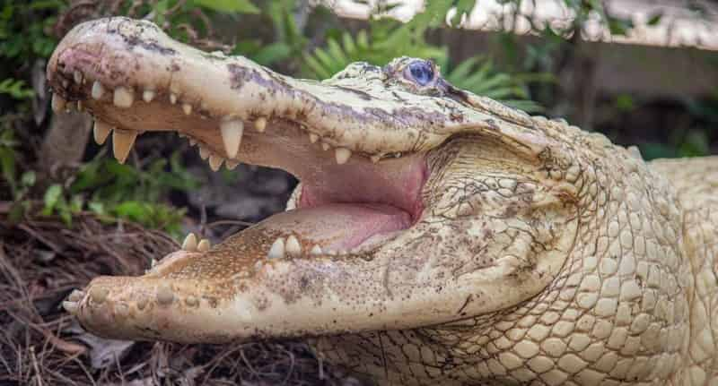 Gatorland-Orlando-Screamin-Gator-Zip-Line