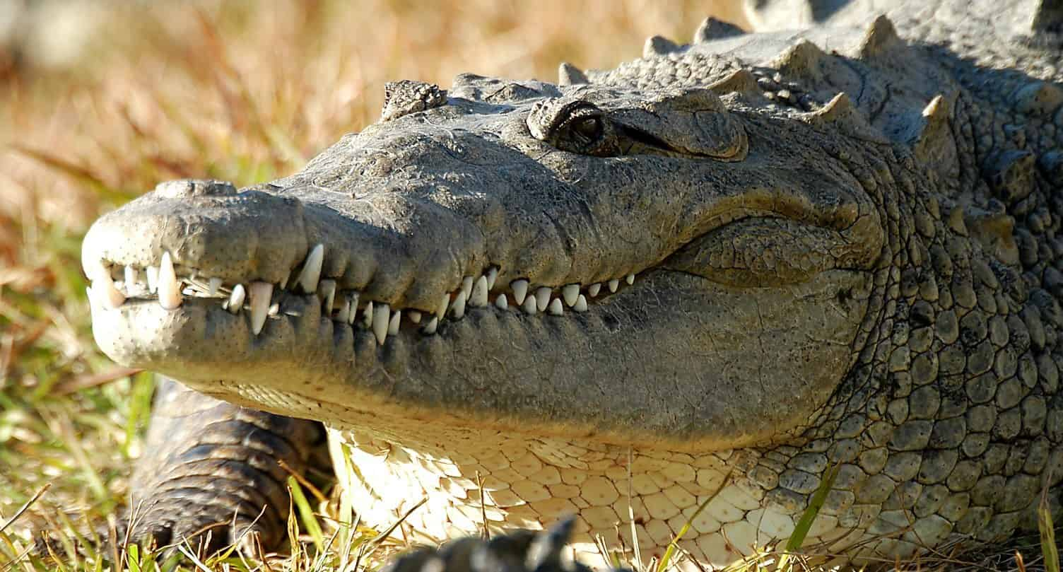 Gatorland-Orlando-Screamin-Gator-Zip-Line