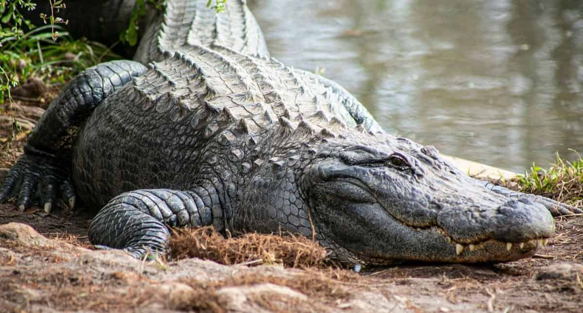 Gatorland-Orlando-Screamin-Gator-Zip-Line