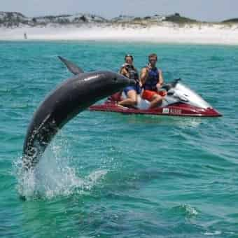 Ultimate-Destin-Jet-Ski-Dolphin-Tour