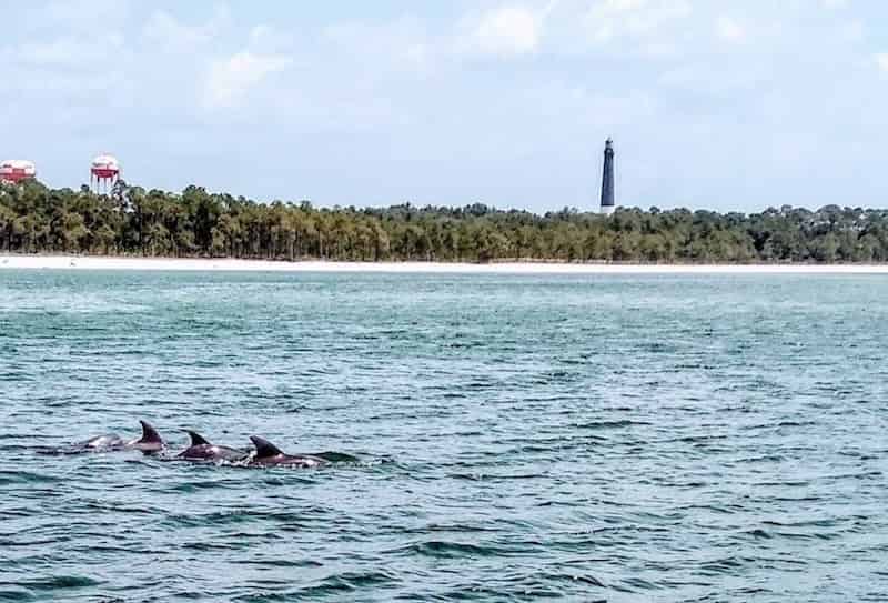 3-Hour-Private-Dolphin-Cruise-and-Sightseeing-Tour-up-to-6-passengers
