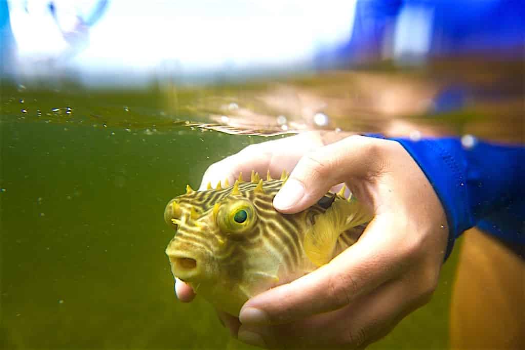 Shelldons-Sea-Turtle-Underwater-Adventure