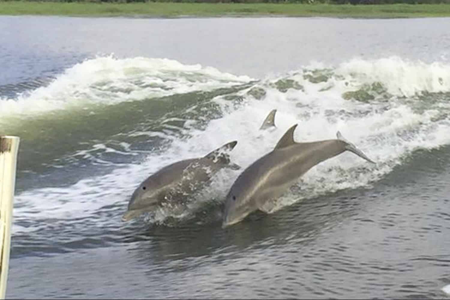 Tybee-Island-Dolphin-Tour