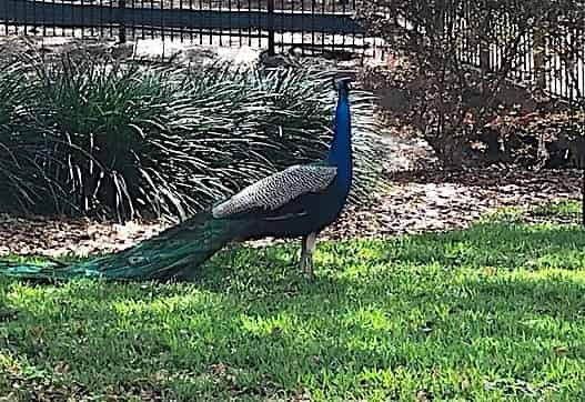 Peacocks-Presidents-and-Puzzles-Walking-Tour-Plus-Boat-Cruise