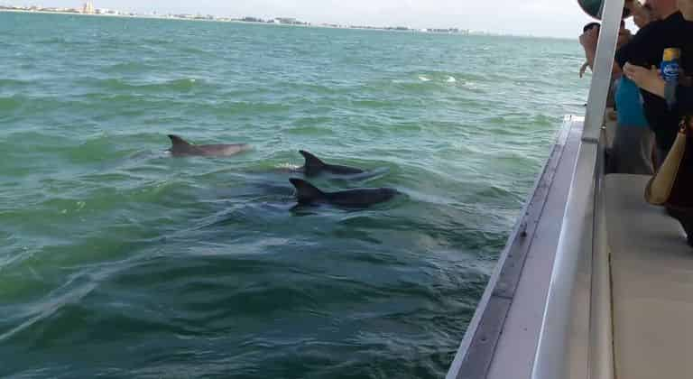 dolphin tours near tampa fl