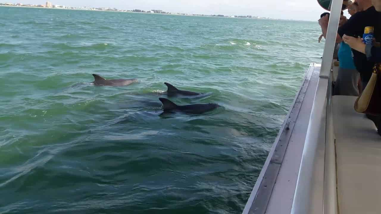 Florida Keys Dolphin Meet and Greet Booking Page